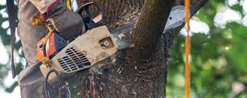 How Our Tree Care Process Works  in  Raymond, IL