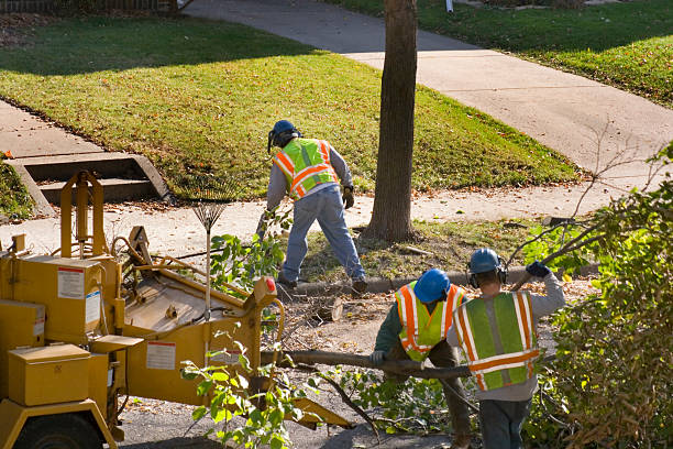 Professional Tree Removal in Raymond, IL